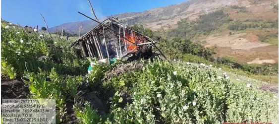 Poppy field destroyed by combined team of forest and police in Manipur's Kangpokpi district on Friday.